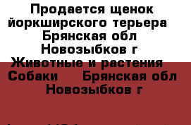 Продается щенок йоркширского терьера  - Брянская обл., Новозыбков г. Животные и растения » Собаки   . Брянская обл.,Новозыбков г.